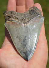 Lovely 4.2 megalodon for sale  UK
