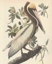 1941 audubon art for sale  Medina