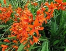 Orange lucifer jochem for sale  Houma