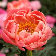 Easy grow peony for sale  Milwaukee