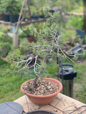 Nanban pot round d'occasion  Grasse