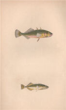 Three nine spined for sale  LONDON