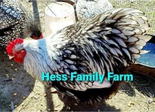 Silver laced english d'occasion  Expédié en Belgium