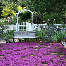 Creeping thyme seeds for sale  Tarpon Springs