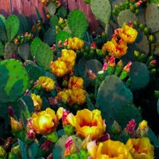Prickly pear cacti for sale  Redding