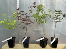 Japanese maples choose for sale  North Augusta