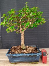 Bonsai carmona visita usato  Frosinone