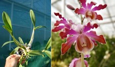 Schomburgkia tibicinis orchid� d'occasion  Fumel
