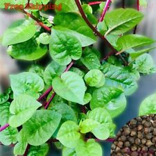 Red malabar spinach for sale  Ontario