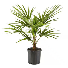 Gal. windmill palm for sale  Elwood