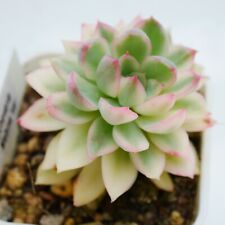 Echeveria mebina variegated for sale  BEXHILL-ON-SEA