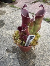 Heliamphora heterodoxa nutans for sale  LICHFIELD