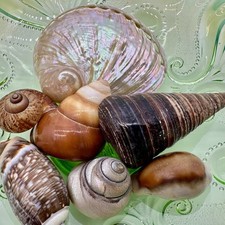 Natural seashell collection for sale  Dunnellon