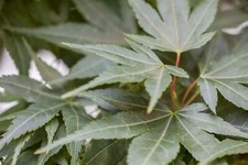 Acer palmatum mikawa gebraucht kaufen  Westerstede