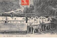 Beauce san66734 mouton d'occasion  France