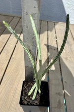 Senecio pendulus succulent for sale  Riverview