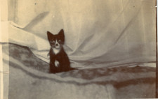 Puppy the sofa d'occasion  Expédié en Belgium
