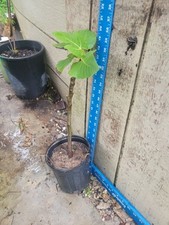 Live celeste fig for sale  Cypress