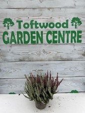 Calluna heather twin for sale  DEREHAM