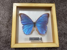 Schmetterling sammler morpho gebraucht kaufen  Berlin