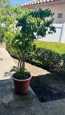 Weeping fig tree for sale  San Diego