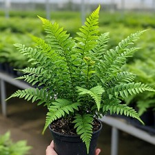 Fern macho giant for sale  Miami