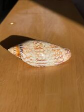 Volute amocia damoni for sale  NEWCASTLE UPON TYNE