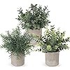 Ilauke set piante usato  Italia