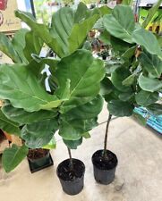 tree fiddle leaf feet 5 fig for sale  Sanford