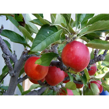 fuji apple for sale fuji apple for sale Miami