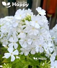 Drummond phlox alba for sale  DONCASTER