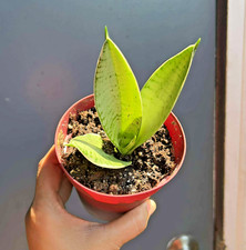 Snake plant dwarf for sale  Webster