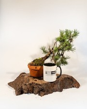 Shohin mugo pine for sale  ELGIN