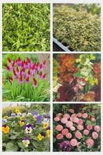 Mixed autumn winter for sale  STAFFORD