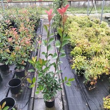 Piante photinia red usato Piante photinia red usato  Olgiate Molgora