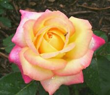 Rose peace fragrant for sale  PRESTON