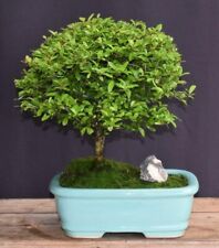Boxwood bonsai tree for sale  Patchogue