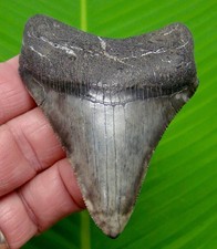 3.35 chubutensis shark for sale  Bradenton