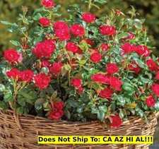 Garden plant petite for sale  Lloyd