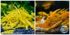 Golden back 1sunkist for sale  Katy