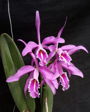 Cattleya maxima churonita for sale Cattleya maxima churonita for sale  CHELMSFORD