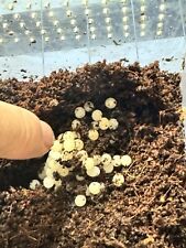 Baby snails garden for sale  West Liberty