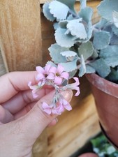 indoor hanging plants for sale indoor hanging plants for sale ASHFORD