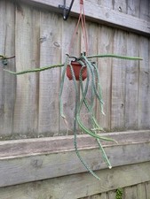 Selenicereus grandiflorus quee for sale  CHIPPENHAM