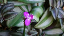 Tradescantia zebrina ableger gebraucht kaufen  Gronau