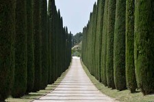 Mediterranean cypress tree for sale  Canton