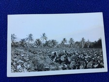 Rppc vintage postcard for sale  Sebastopol