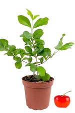 cherry fruit tree for sale cherry fruit tree for sale USA
