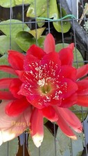 Plant epiphyllum orchid for sale  San Jose