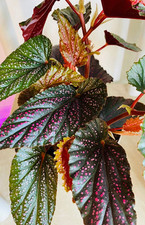 Begonia maculata pink for sale  SOUTHAMPTON